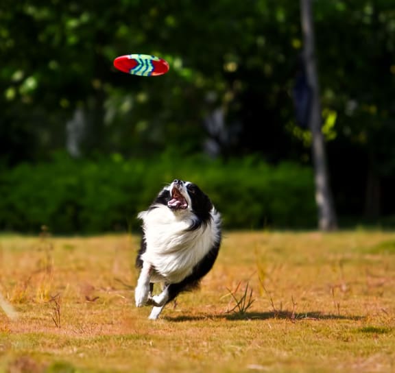 Dog Jumping to Catch a Frisbee at The Estates at Ballantyne, Charlotte, North Carolina