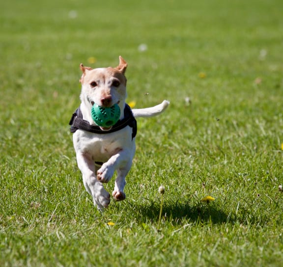 a dog running in the grass with a toy in its mouth
