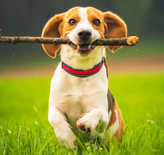 a beagle running with a stick in its mouth