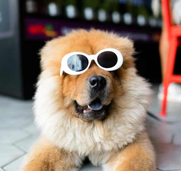 A dog wearing sunglasses lays on the ground.