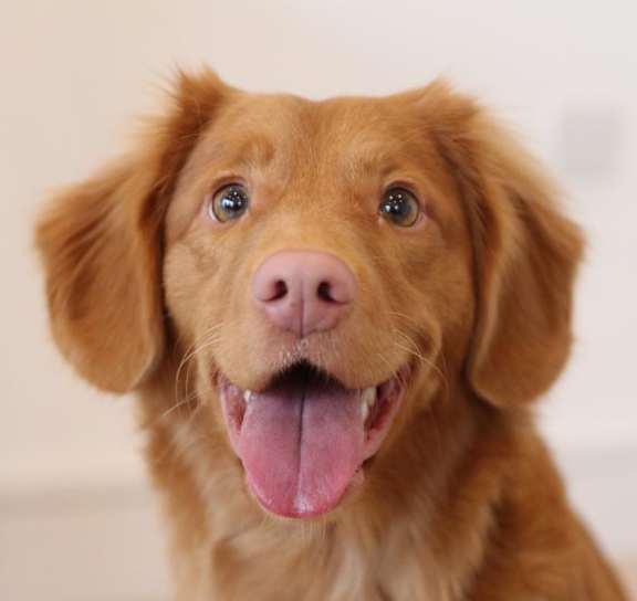 A happy dog with its tongue out looking at the camera.