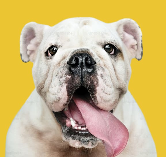 A white bulldog with its tongue out against a yellow background.