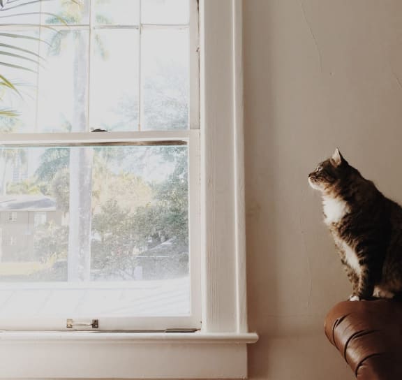 a cat sitting on a couch looking out a window