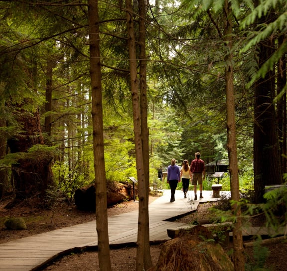 people walking on a path through a forest