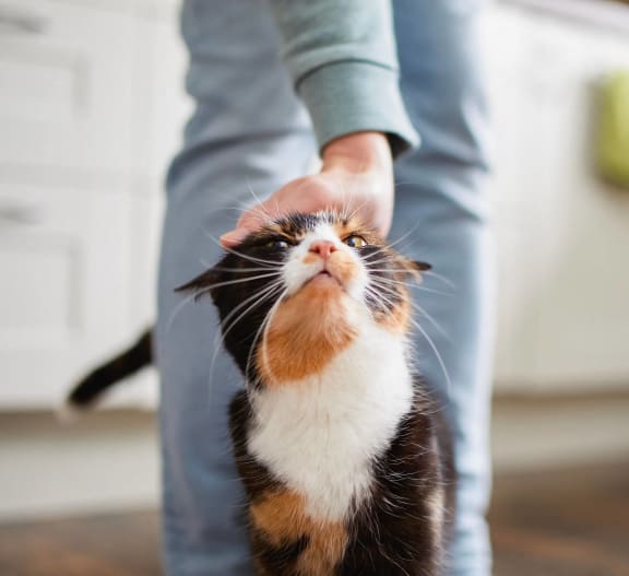 a black and white cat looking up at a persons hand