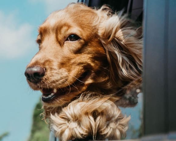 a dog sticking its head out of a car window