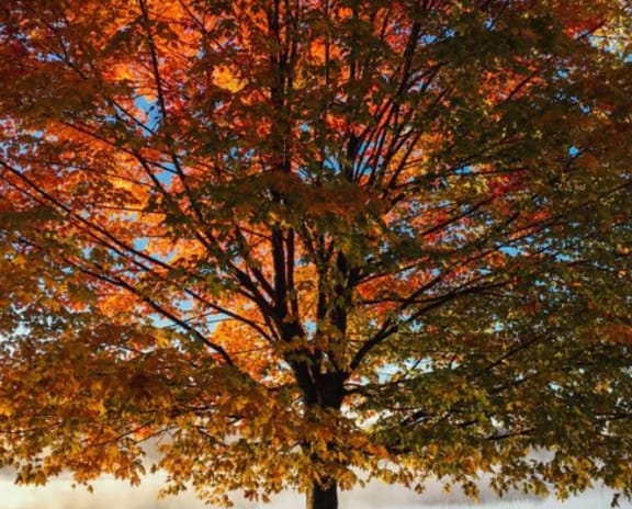a tree with autumn colors on a foggy lake