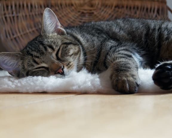 a cat sleeping on a rug on the floor