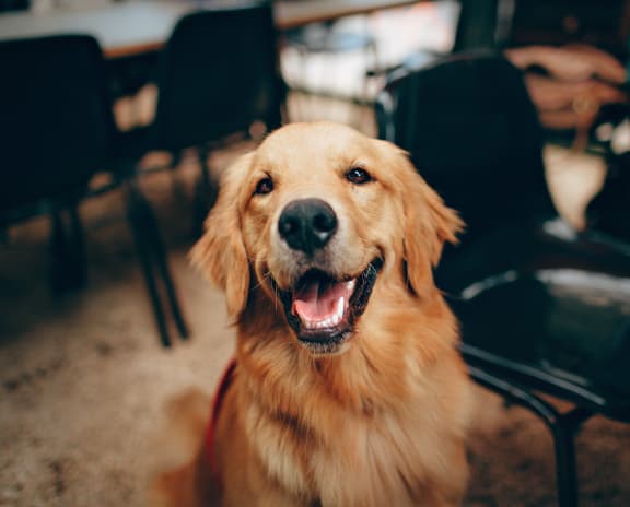 a dog sitting in a chair