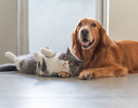A cat and a dog are lying on the floor together.
