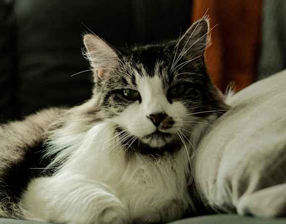 A black and white cat is sitting on a couch.