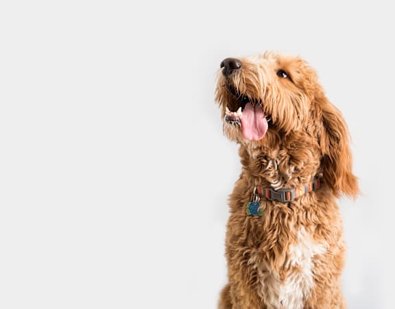 A brown dog with a blue collar is looking upwards.