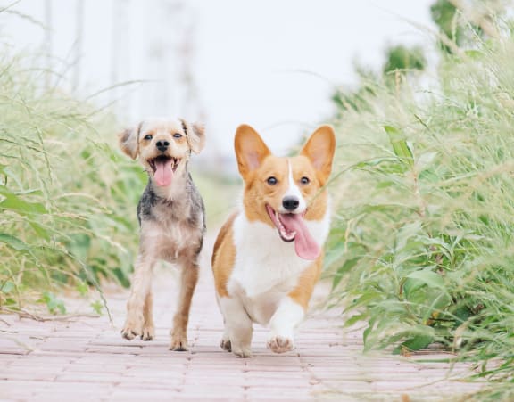 two dogs running down a path