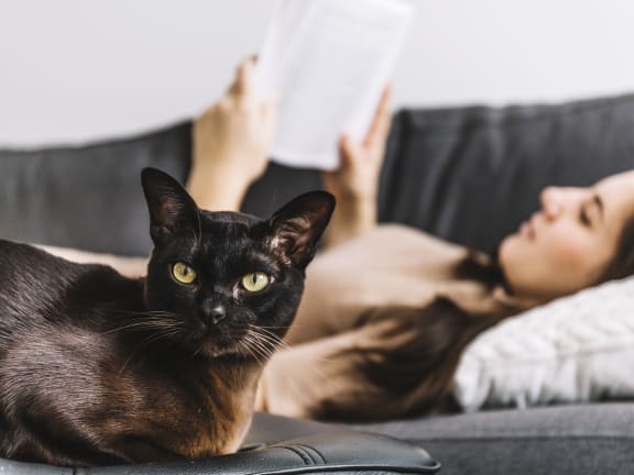 a cat laying on a couch next to a woman reading a book