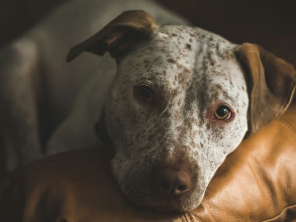 a white and brown dog sitting on a leather couch