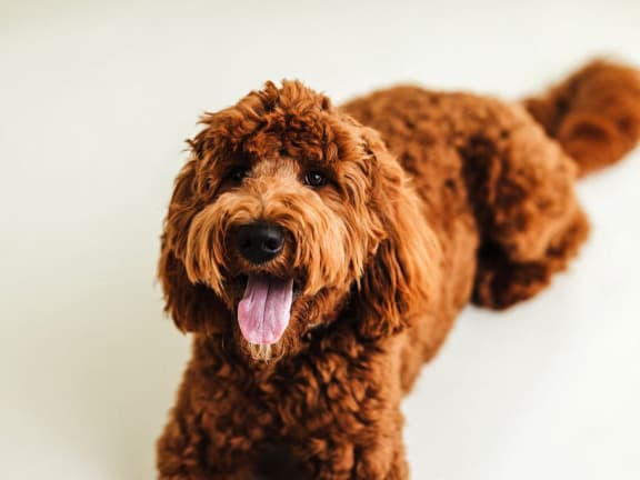 a brown dog with its tongue out