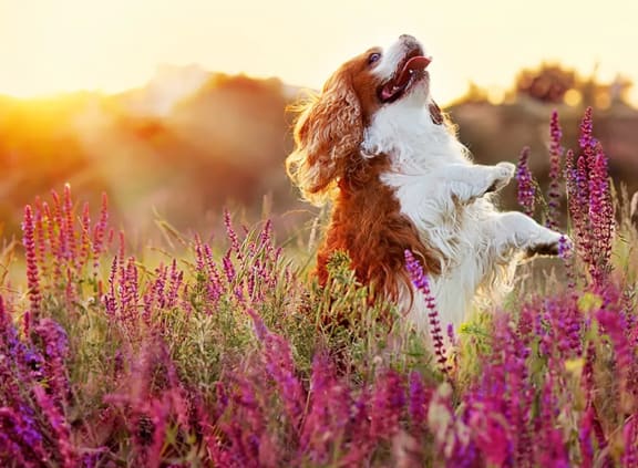 a dog standing on its hind legs in a field of flowers