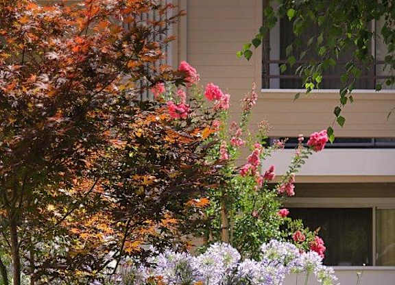 Garden pathway