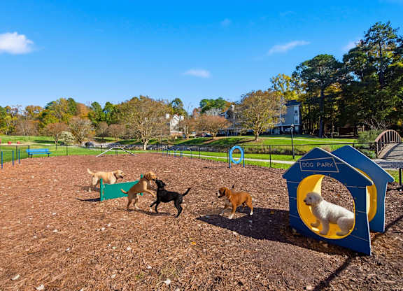 Dogs playing in a park with a blue play structure at Brampton Moors, Cary, NC, 27513