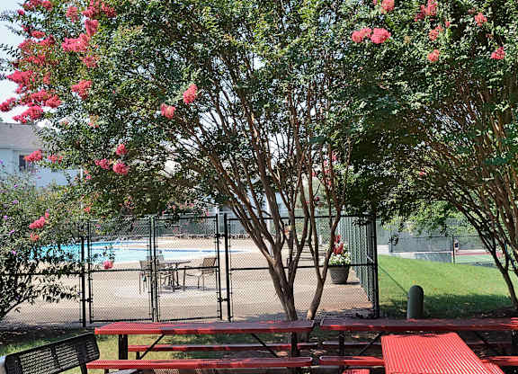 A red carpet leads to a picnic table in a park.
