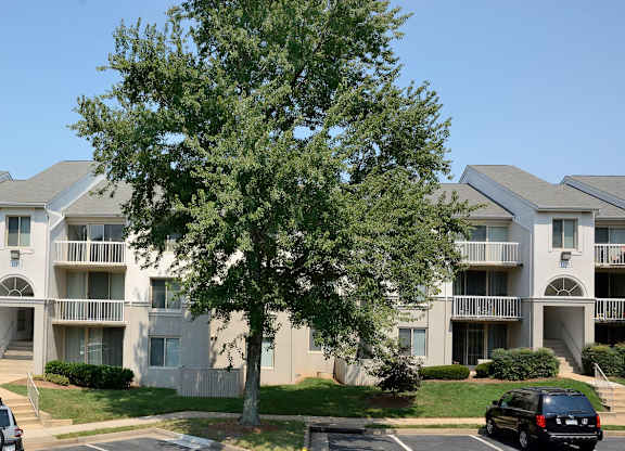 A tree in front of apartment buildings.