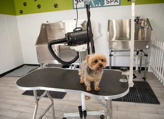 Pet Grooming Station at Compass at City Center, Newport News, Virginia