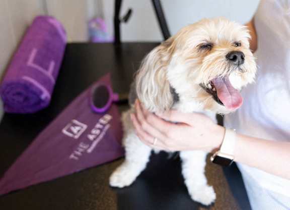 Dog Wash at The Aster Cary, Cary North Carolina
