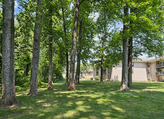 A row of trees in a grassy area with a building in the background.