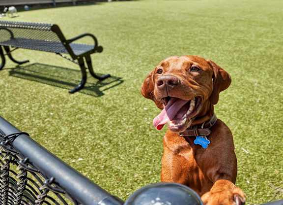A brown dog with a blue tag on its collar is sitting on a grassy field at Vermella Lyndhurst apartments, Lyndhurst, NJ, 07071