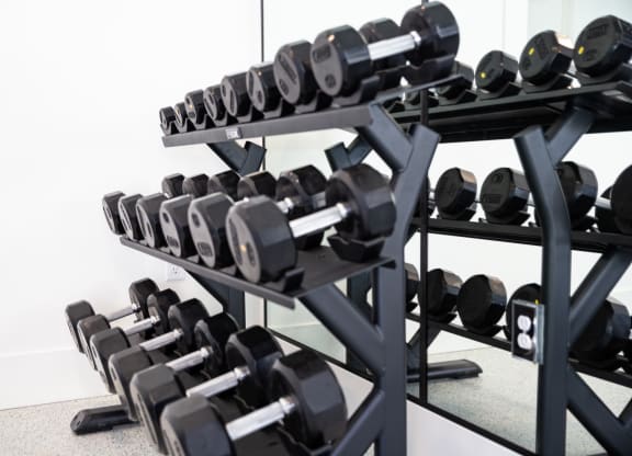 a row of dumbbells on a rack in a gym