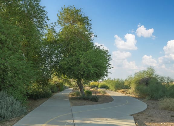 a winding road with a tree on the side of the road