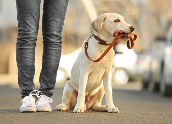a dog sitting next to its owner with a leash in its mouth