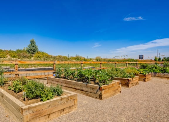 a group of wooden boxes with plants in a garden