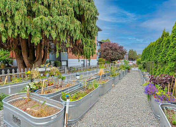 Community Garden Plots at Lock Vista, Seattle, 98107