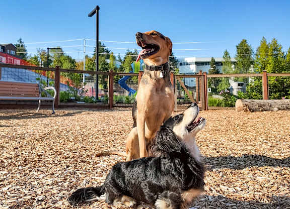 Two dogs playing in a park.