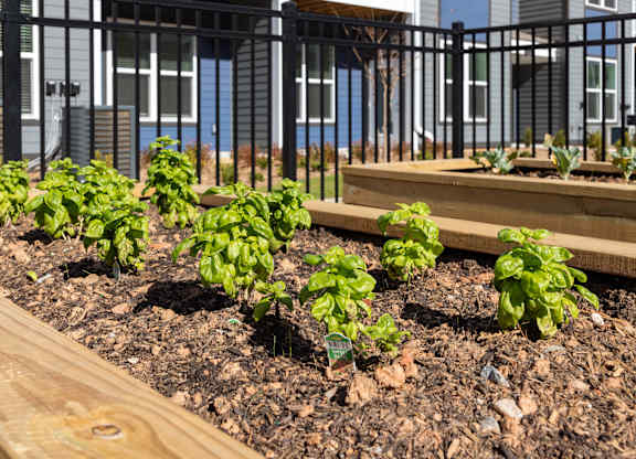 A row of green leafy plants grow in a garden bed.