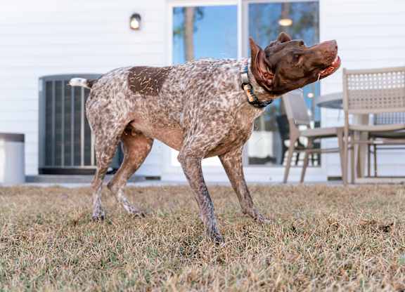 A dog with a spotted coat is standing on a grassy area.