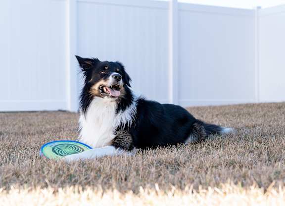 A black and white dog is lying on the grass with a frisbee in front of it.