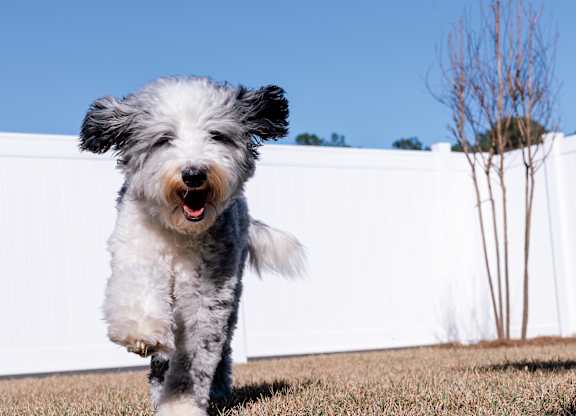 A dog is running on a grassy field.