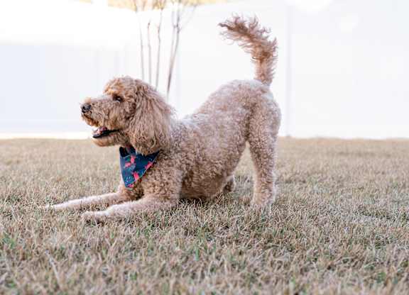 A dog with a blue bandana is sitting on the grass.