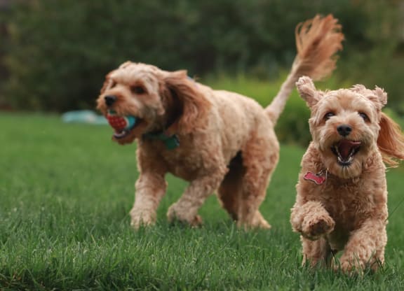 Pet Friendly Apartments in Parker, CO at Montane, Colorado, 80134