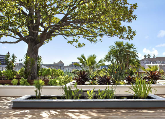 a large tree and plants in a garden on a roof