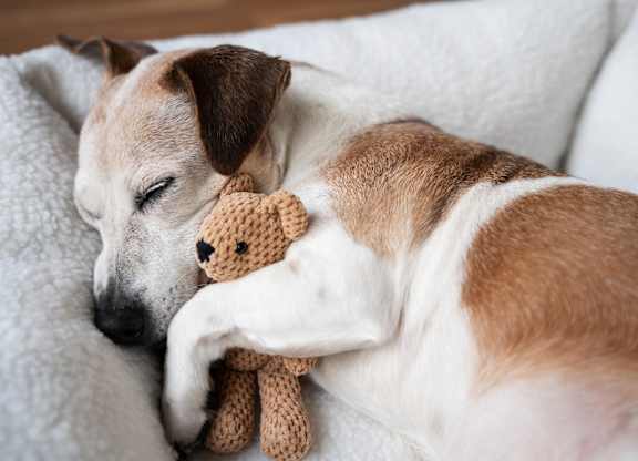 A dog is sleeping with a teddy bear.