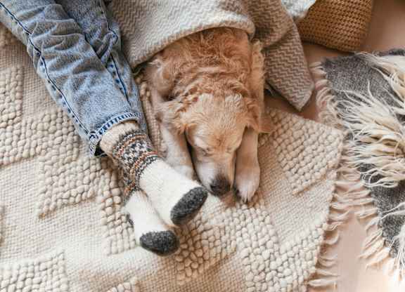 A dog is sleeping on a blanket next to a person's legs.