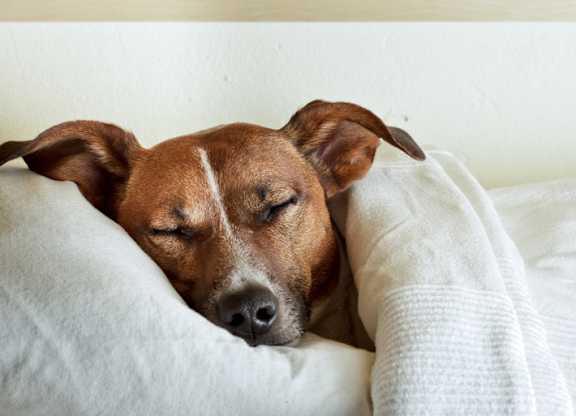 a dog sleeping on a bed with a blanket