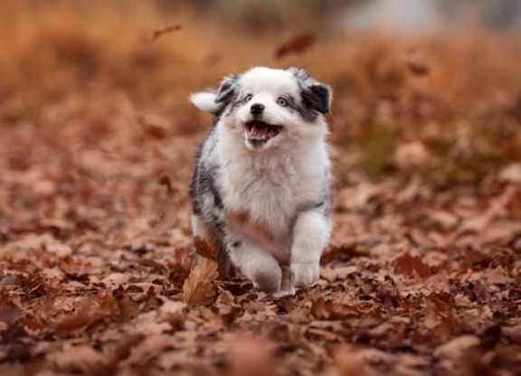 A small dog is running through a bed of leaves.