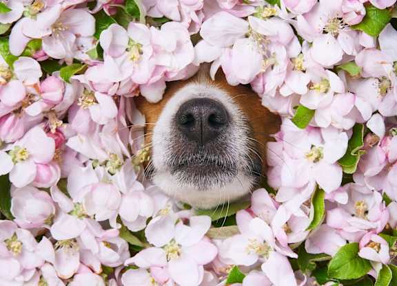 A dog peeking out from a blooming apple tree.