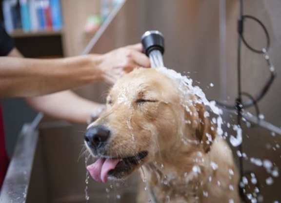 a dog taking a bath in a shower