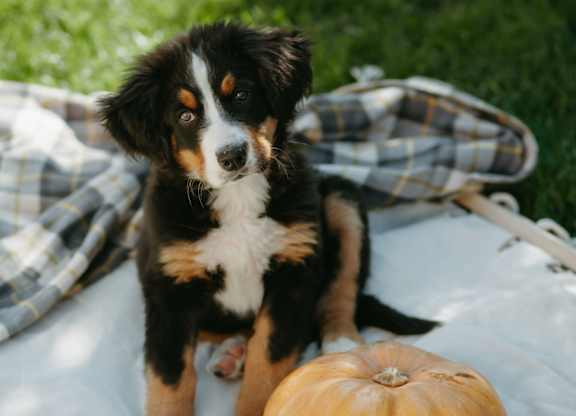A dog is sitting on a blanket next to a pumpkin.