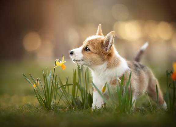 A corgi puppy is standing in the grass looking at a flower.